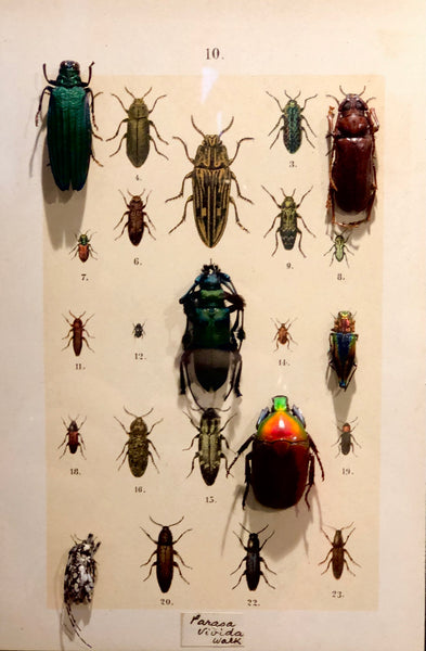 Beetle Collector's Handbook