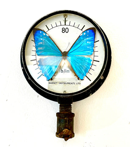 Pressure Gauge Adonis