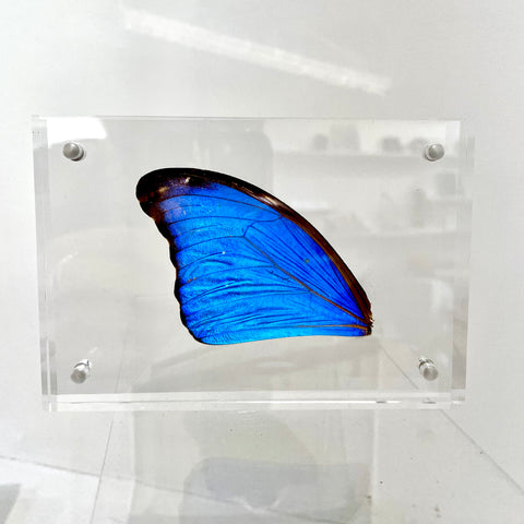 Morpho Wing